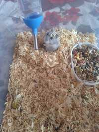 Hamster siberian de vanzare