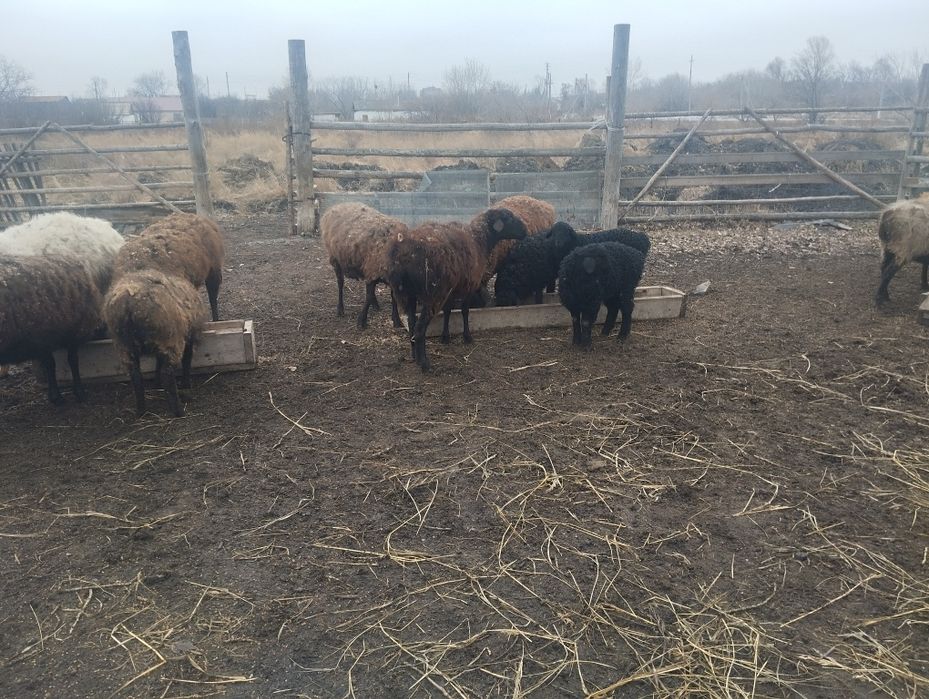 Қой сатамын. Қозылармен және қоздайтын