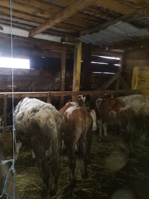 Vand 4 taurasi de rasa