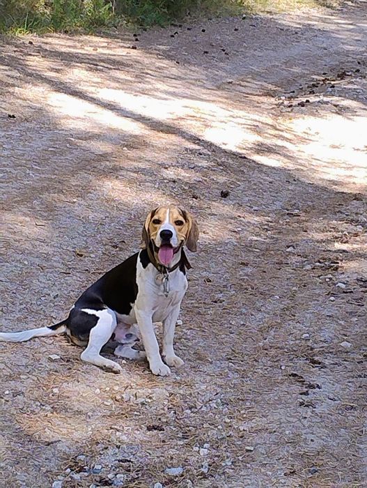 Подарявам Бигъл на 1 годинка