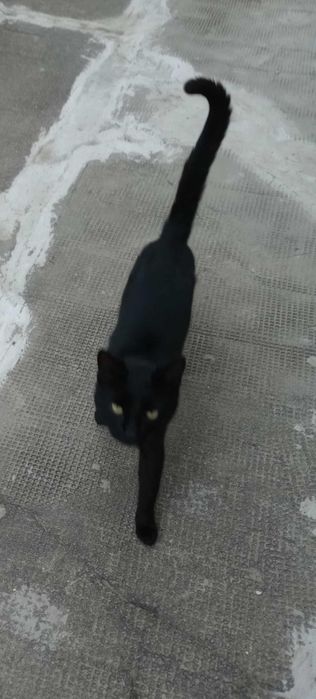 Spre adopție responsabila