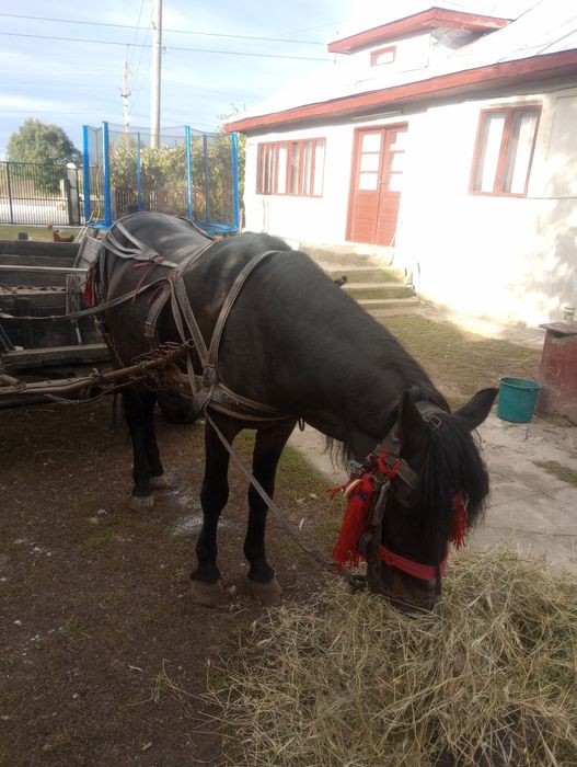 Cal de vanzare cornățel Arges