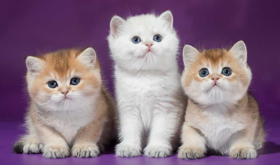 BRI kittens Tashkent