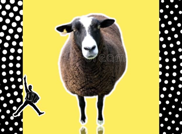 • Қой қошқар тоқты тұсақ саулық қозы овец баран овца кой козы КБ14