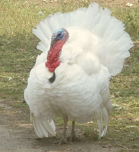 Инкубационое яйцо индюка Хайбрид конвертер,Канада