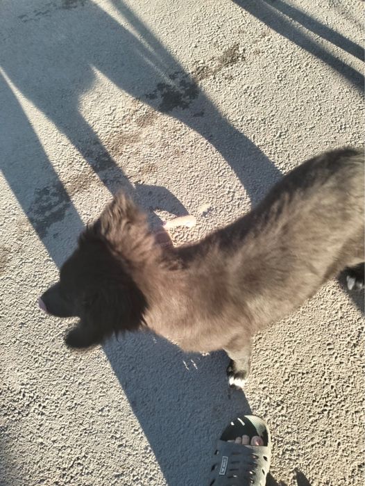 Щенок звонок бесплатно