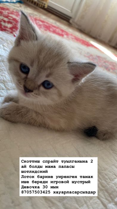 Скоттиш страйт продаётся