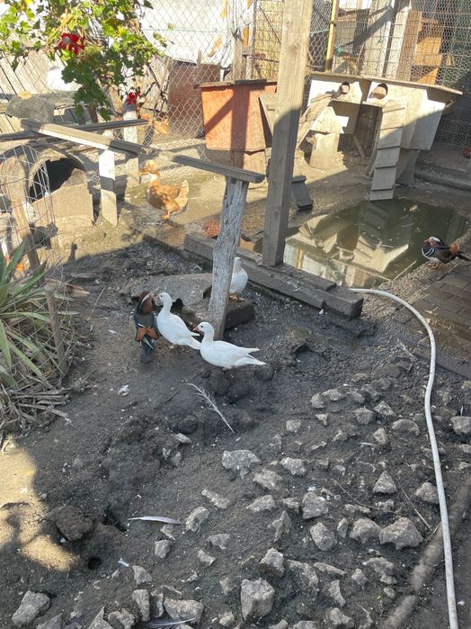 Rațe mandarine 2025