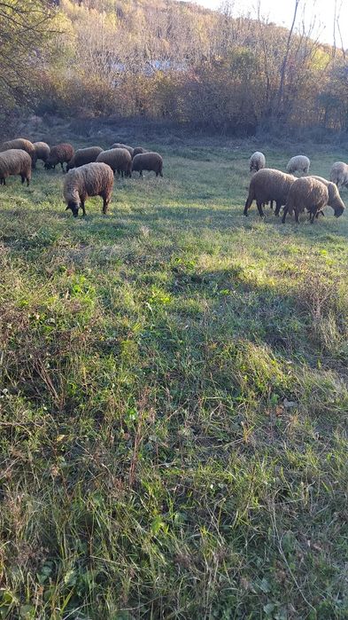 Oi carabase de vanzare