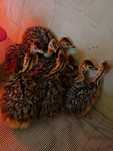 Pui de Strut African
