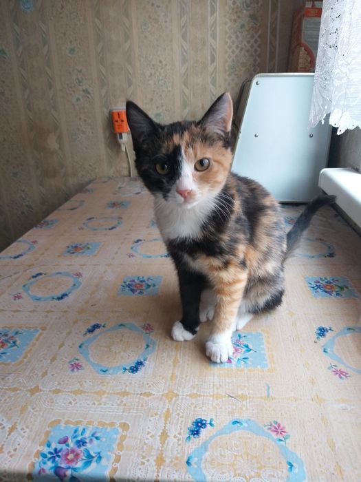 Красивая кошечка в добрые руки