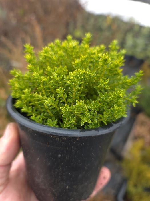 Hebe-planta decorativa