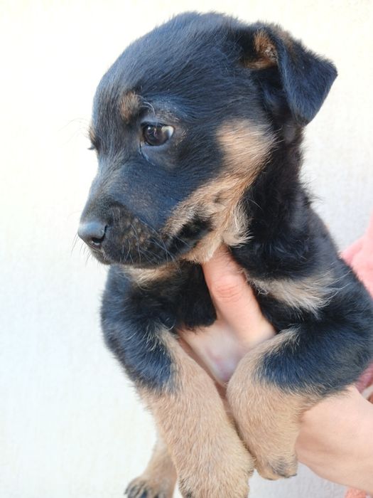 Donez catelusi de talie mica