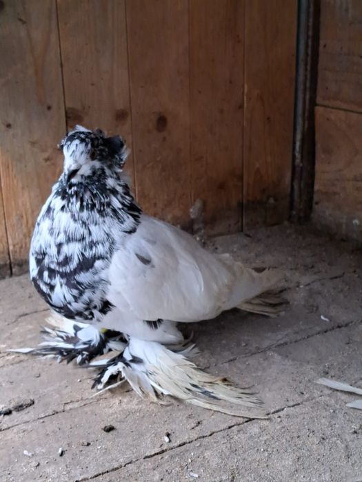 Porumbei uriaș maghiar