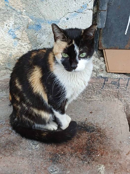 Женско котенце търси дом