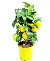 Цитрус Лимонное дерево
