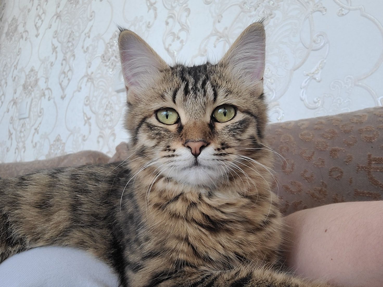 Кизбола мушук текинга
