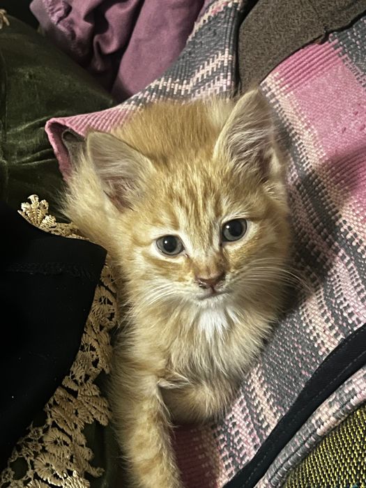 Котята полумейнкун