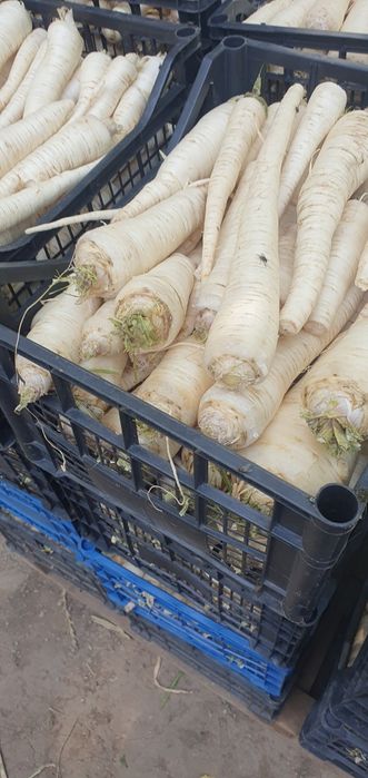 Pătrunjel Pastarnac Spălate