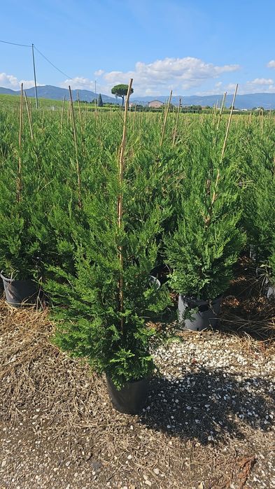 Prunus laucerasus- Photinia red- Leylandi- Euonymus