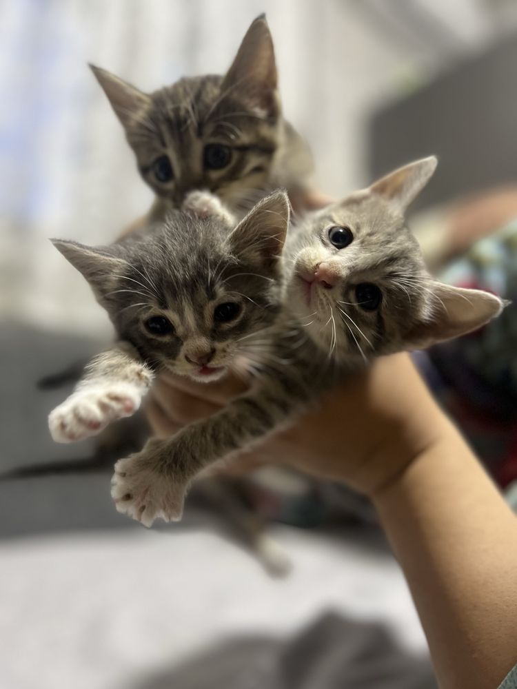 Отдам котят в хорошие руки.