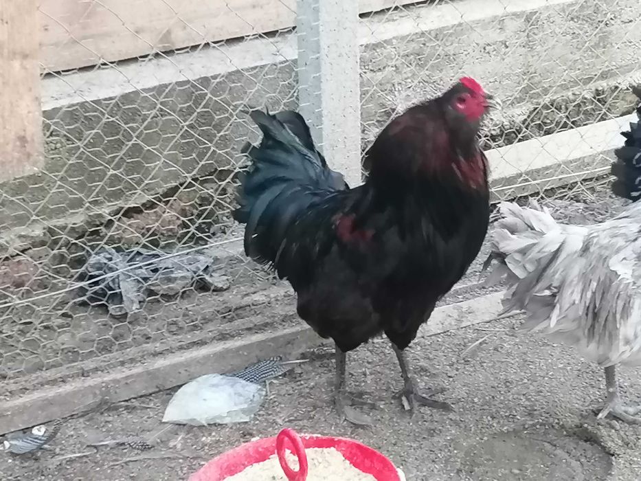 Vând cocoș de rasă