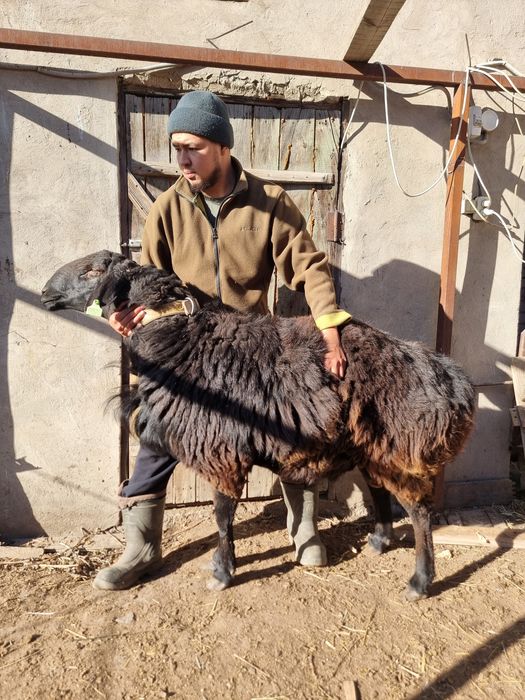 Продам кошкар гиссар породистые хороших кровей