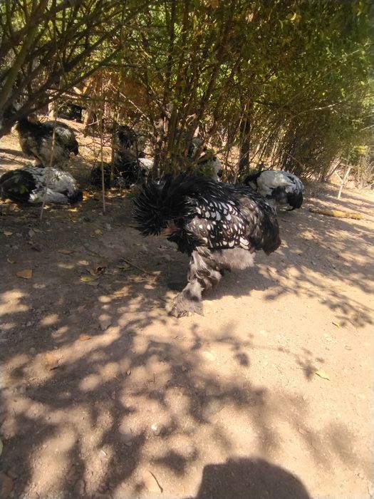 Toʻchkalailar sotiladisonni 9 ta 7 ta makiyon 2 ta xoʻroz 8 oylik