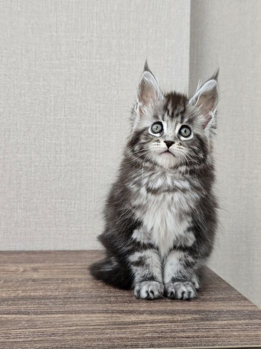 Мейн-кун девочка