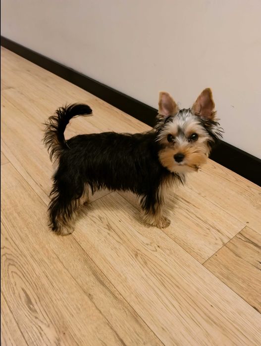 Йорки момиче 4 месеца