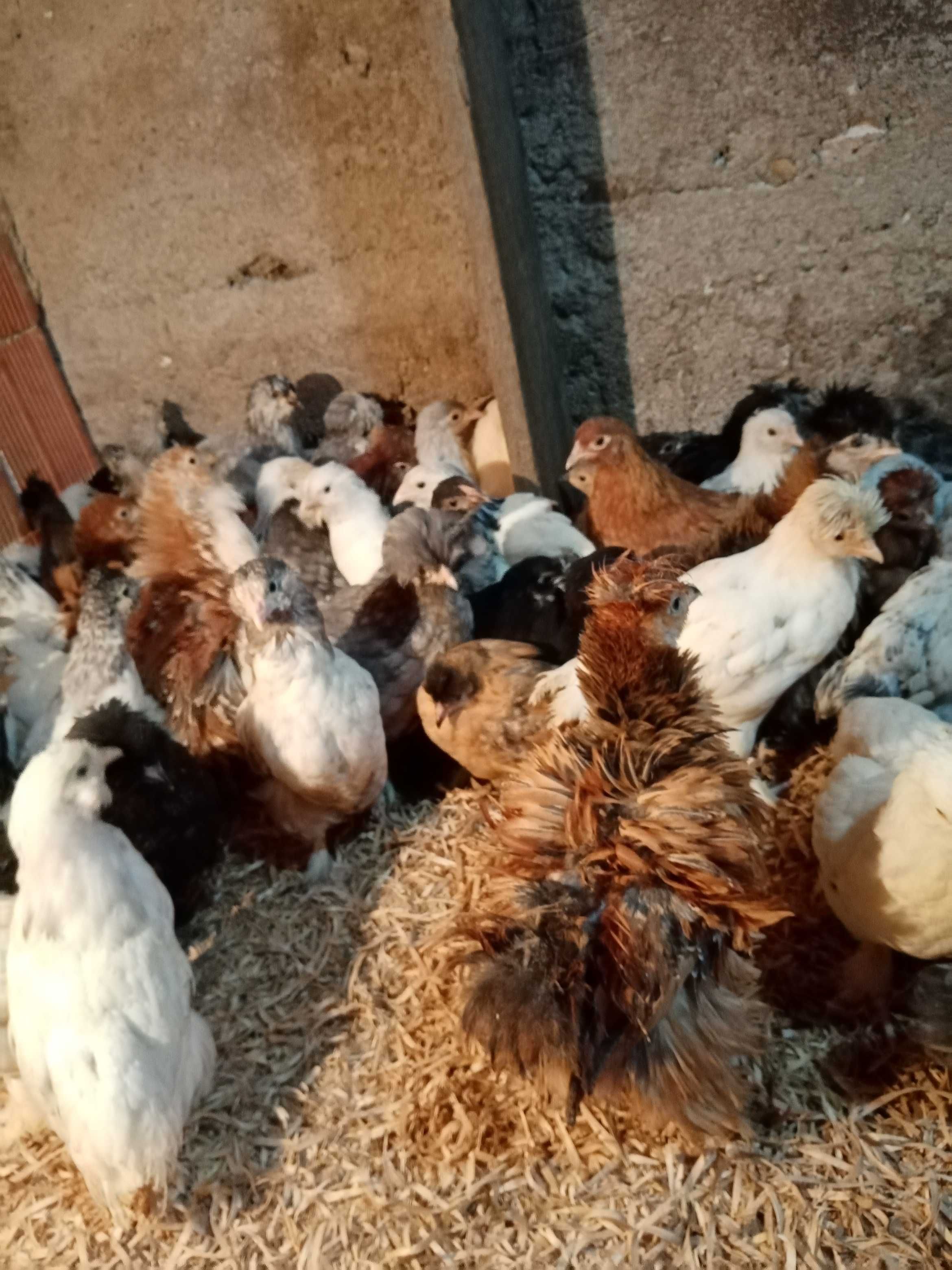 Pui de găină moțați și cu favoriți.