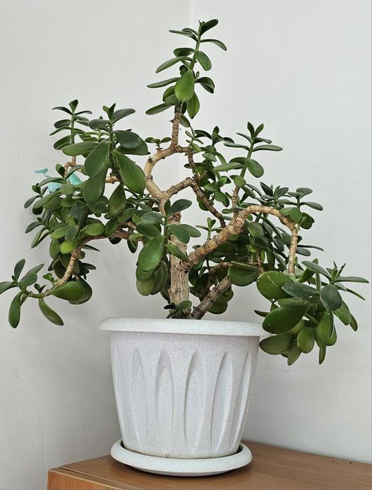 Комнатные цветы.