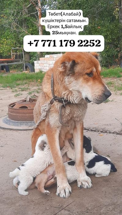 Төбет күшіктер сатылады. Продам щенков алабая.