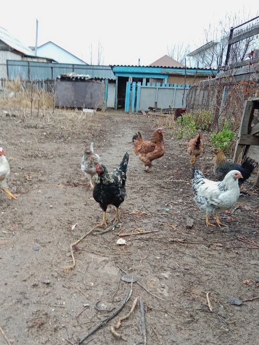 Продам семейку молодых кур породистые