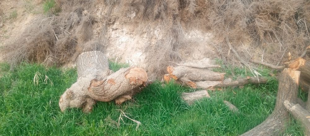 Продаю дрова абрикос