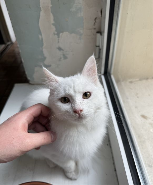 Продается кот Турецкая Ангора