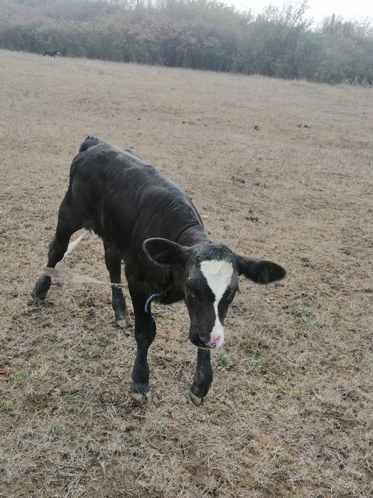 Vand vițele în vârstă de 3-4 luni