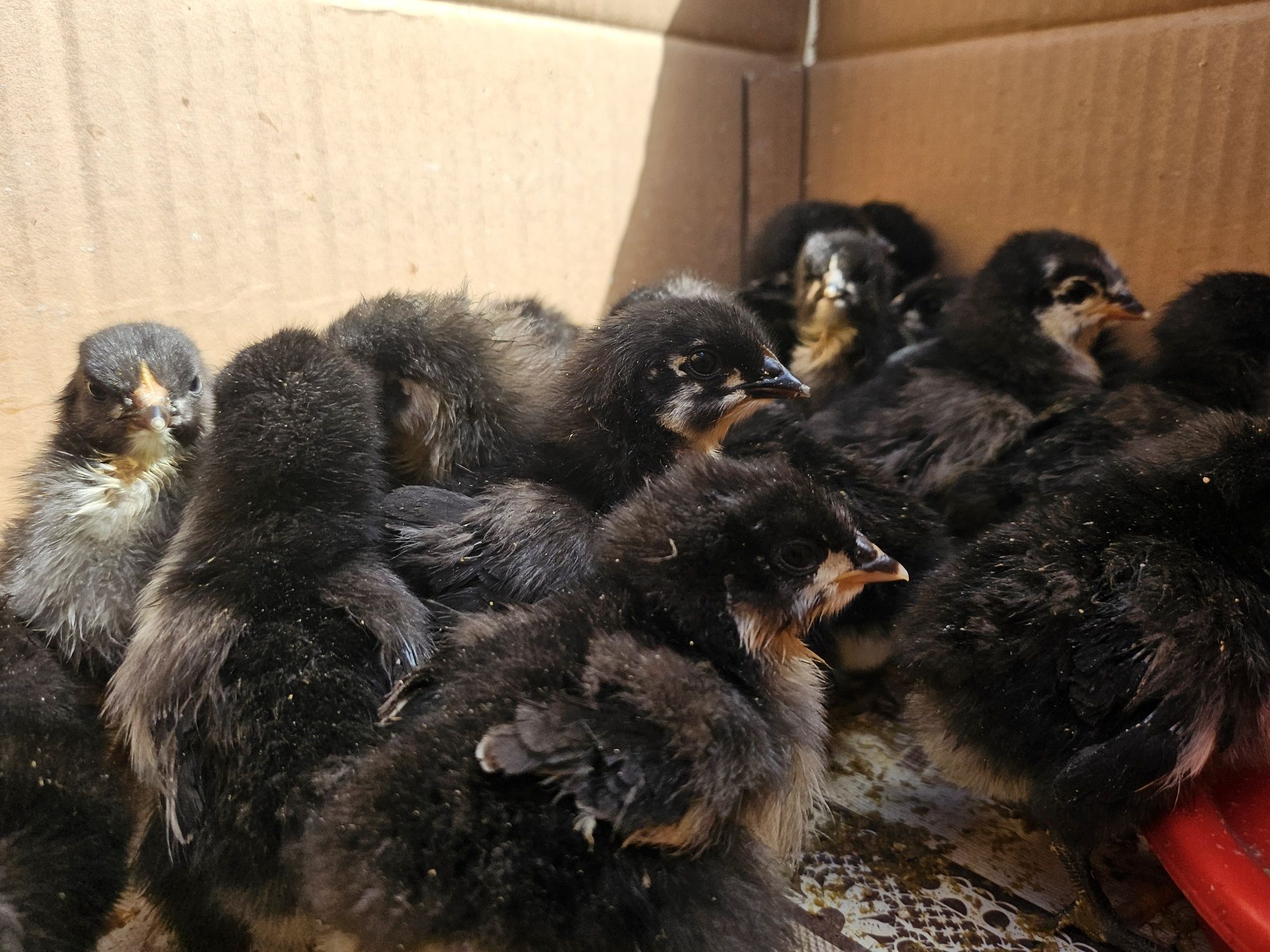 Pui rasa Australorp