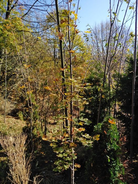 Paltin Stejar mesteacăn tei platan frasin etc