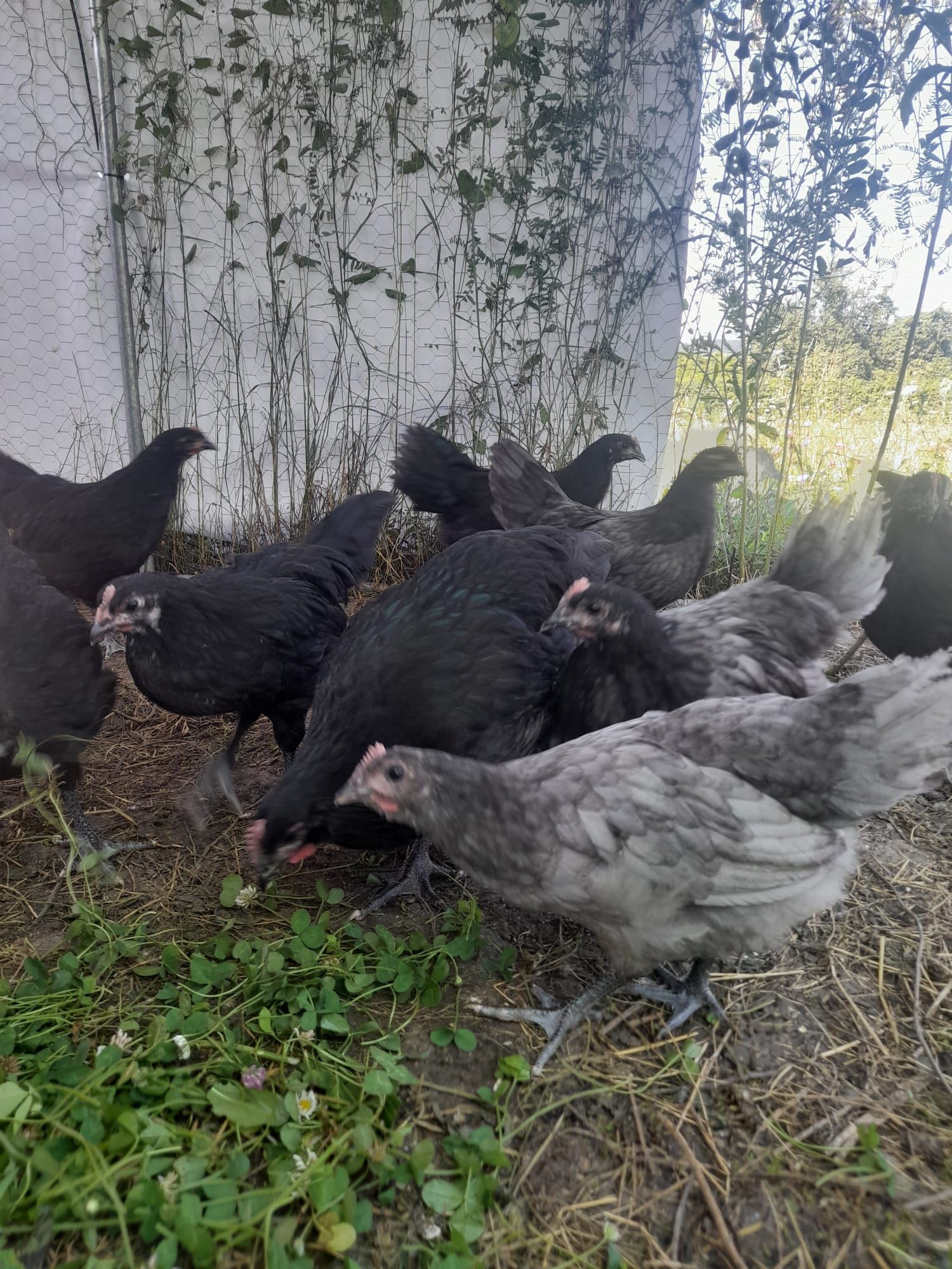 Pui australorp 4 luni