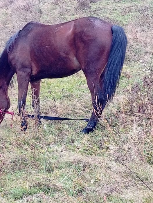 Vind sau skinb cal de abator sau munca probe la maxim