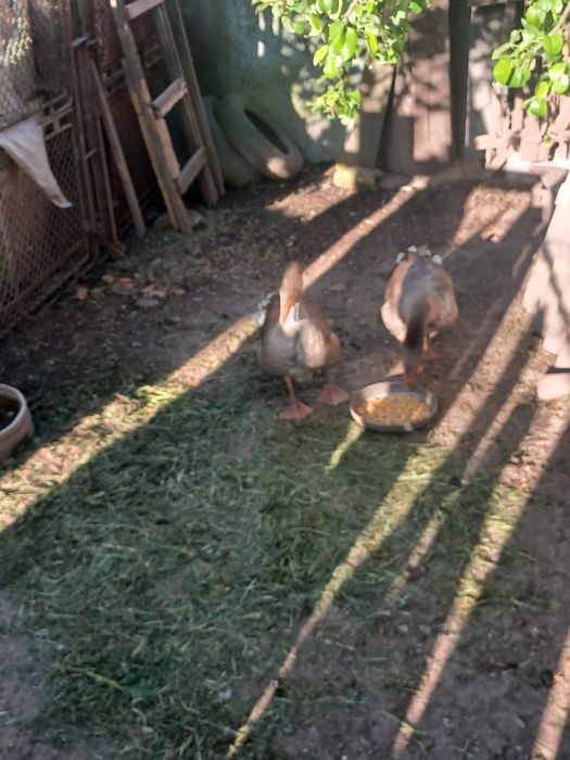 Vând gâște crescute bio