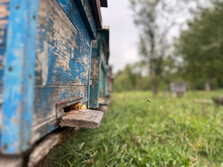 Miere de Albine POLIFLORĂ