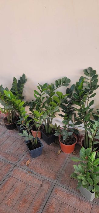 Домашние цветы...