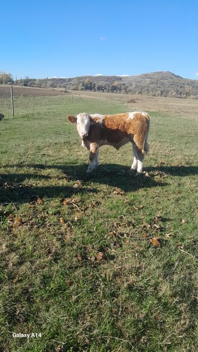 Se vand 2 vitei şi o vitea.