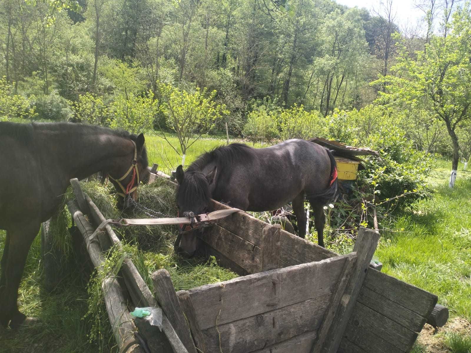 Vand iapa cu manza