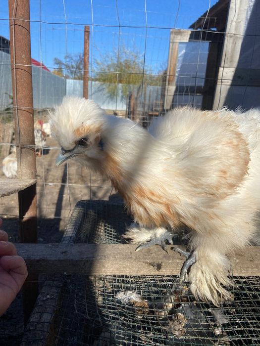 Pereche mătase japoneză