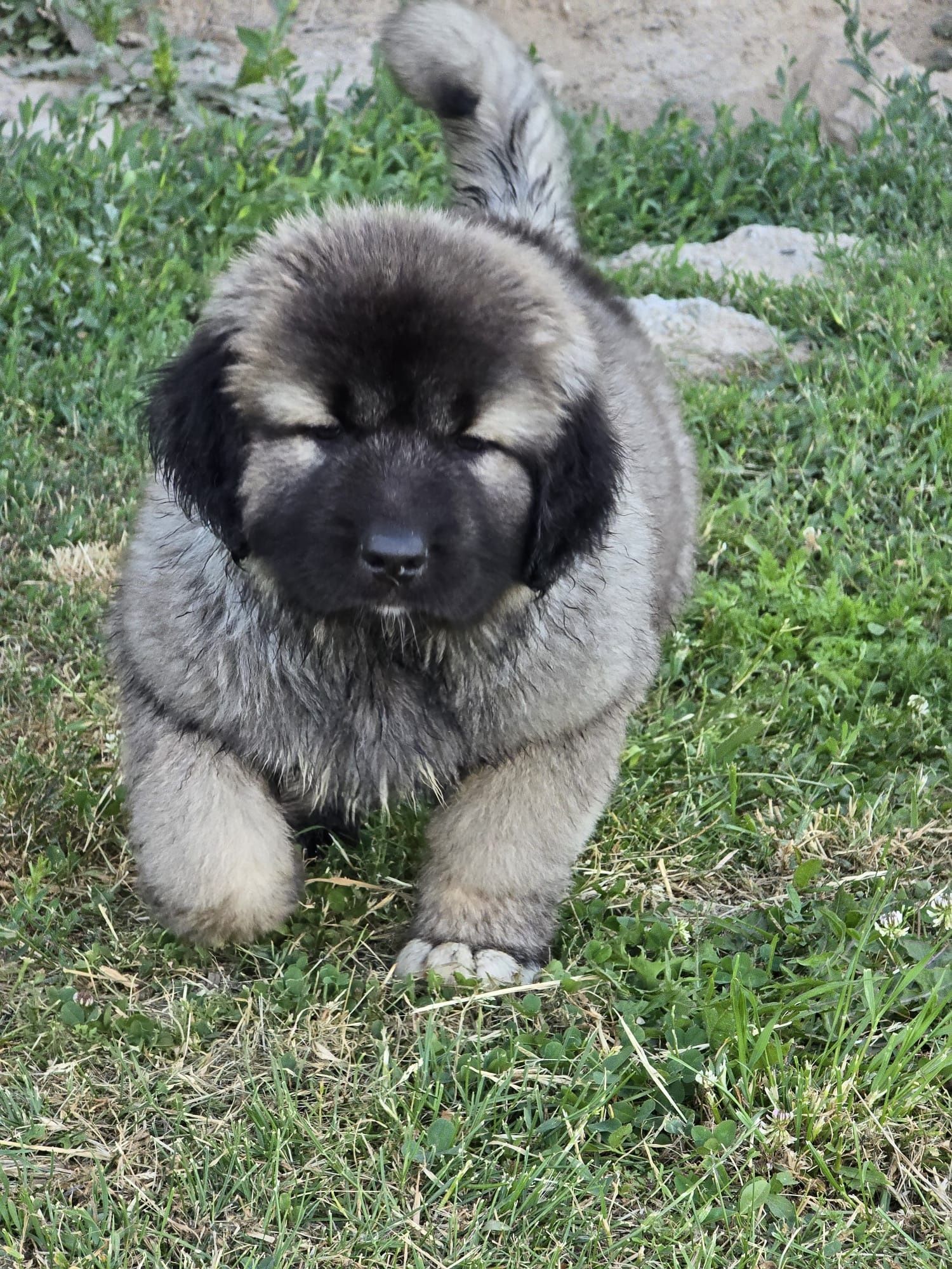 Ciobănesc caucazian