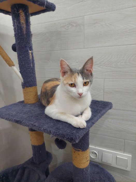 Кошка девочка трехцветная Ташкент