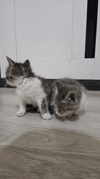 Каму нужен харошиие котя бесплатно